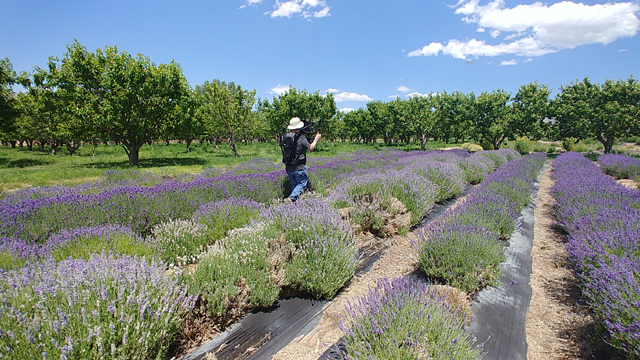 Robert Cecil at Sage Creations Lavender farm - Palisade, CO. Photo by Outpost Worldwide.